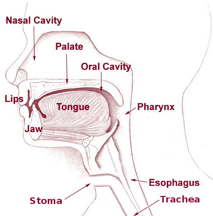 12. Tracheostoma Barton Button